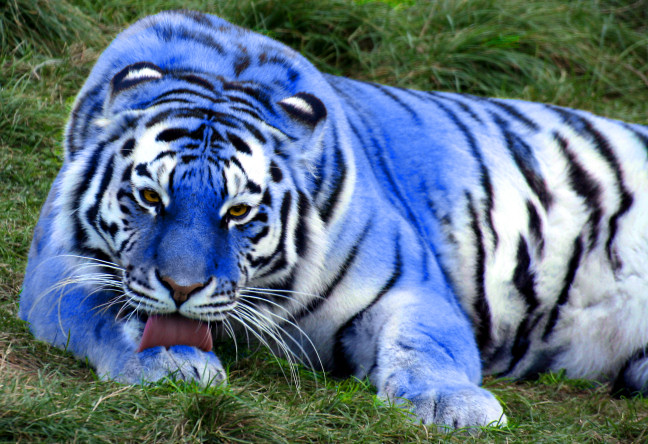 blue_tiger.jpg